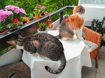 View of cat sitting by potted plants