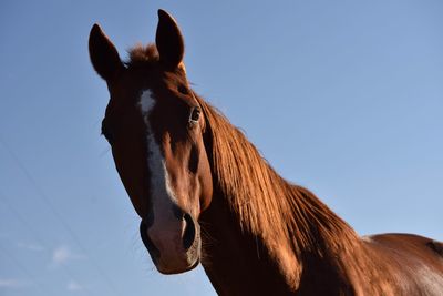 Low angle view of horse against clear sky