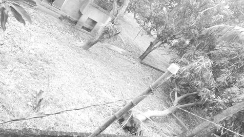 Woman standing on tree trunk