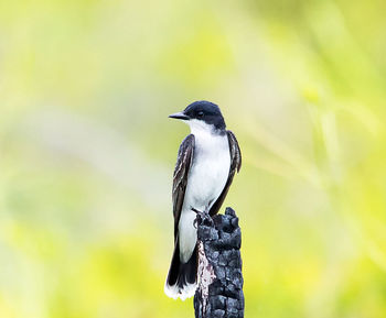 Close-up of bird perching