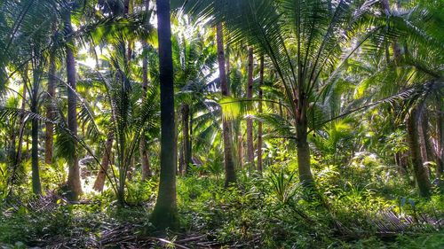 View of trees in forest