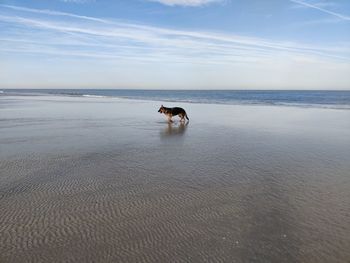 Dog running at beach against sky