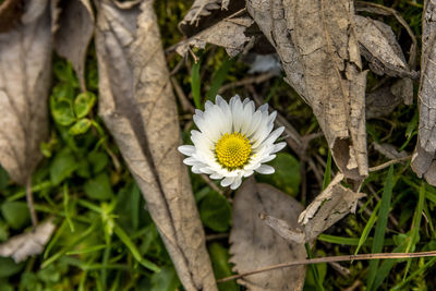 Close-up of white daisy flowers