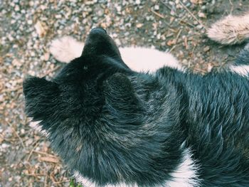 High angle view of black dog