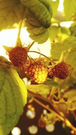 Close-up of fruits on plant