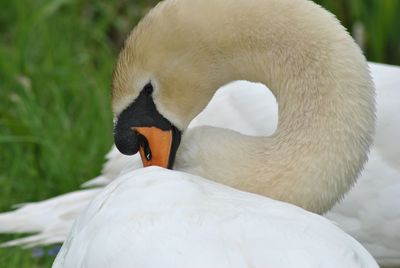 Close-up of swan preening