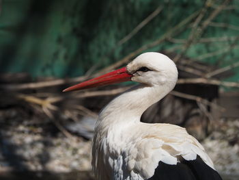 Close-up of bird