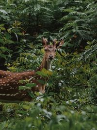 Side view portrait of deer standing by plants in forest