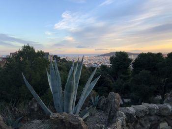 Cactus growing on rock against sky during sunset