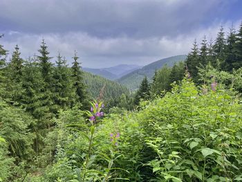 Scenic view of flowering plants against cloudy sky