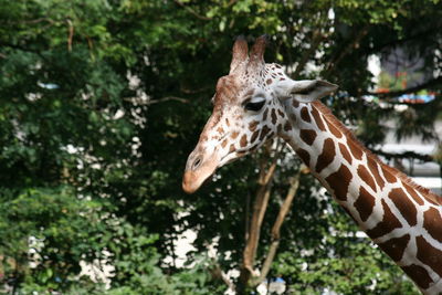 Close-up of giraffe