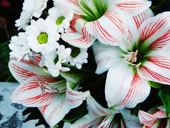 High angle view of white flowering plant