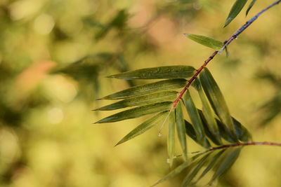 Close-up of wet plant