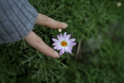 Close-up of hand holding purple flowering plant