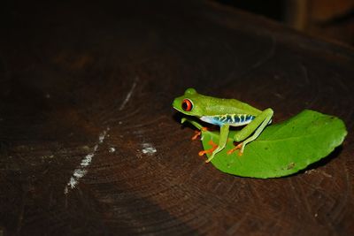 Close-up of green lizard