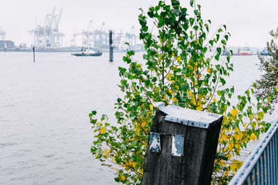 Plants by lake