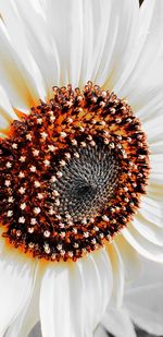 Close-up of white flower