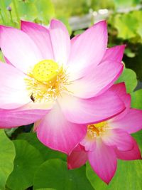 Close-up of pink cosmos flower blooming outdoors