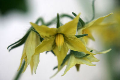 Close-up of yellow flowering plant