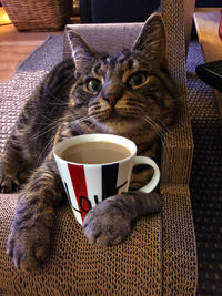 Cat drinking coffee cup
