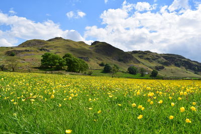 Scenic view of field against sky