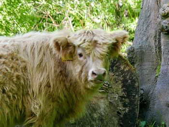 Close-up portrait of a highland cow