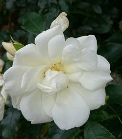 Close-up of white rose