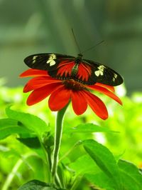 Close-up of butterfly on flower