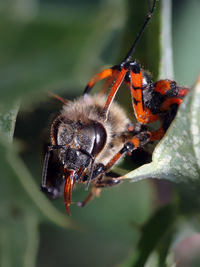 Close-up of bee on flower