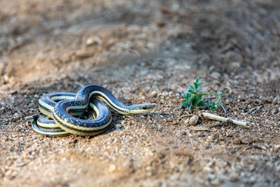 Close-up of snake