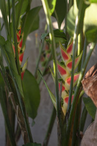 Close-up of flowering plant