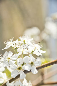 Close-up of white cherry blossoms