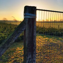 Scenic view of field at sunset