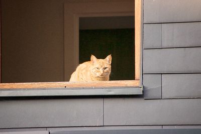 Portrait of cat sitting against wall