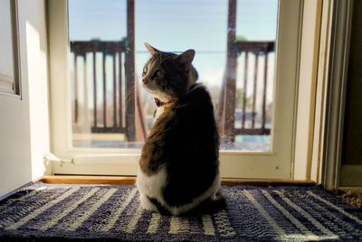 Cat sitting in doorway at home