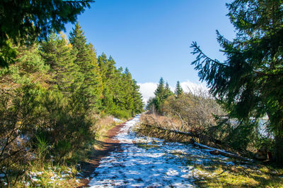 Footpath amidst trees against clear blue sky