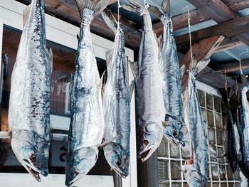 Panoramic view of fish for sale at market