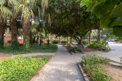 Footpath by palm trees in park