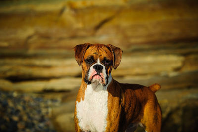 Portrait of boxer dog