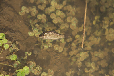 High angle view of fish swimming in lake