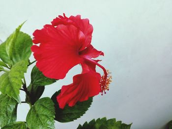 Close-up of red hibiscus blooming outdoors