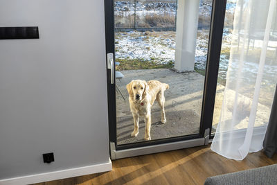 A young male golden retriever stands outside on the terrace and waiting to enter the house.