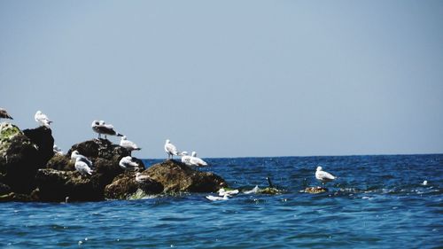 Seagulls on the breaker against clear sky