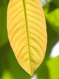 Close-up of yellow leaves against blurred background