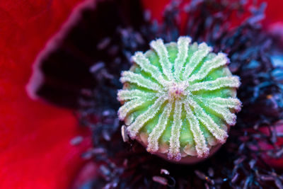 Close-up of flower