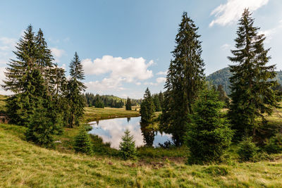 Scenic view of pine trees by lake against sky