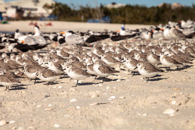 Close-up of birds on shore at beach