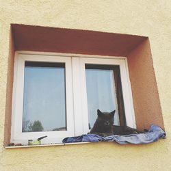 Cat on window of house