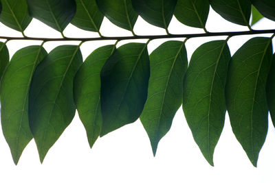 Low angle view of leaves against sky