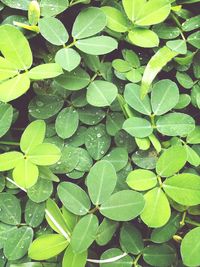 High angle view of water drops on plants